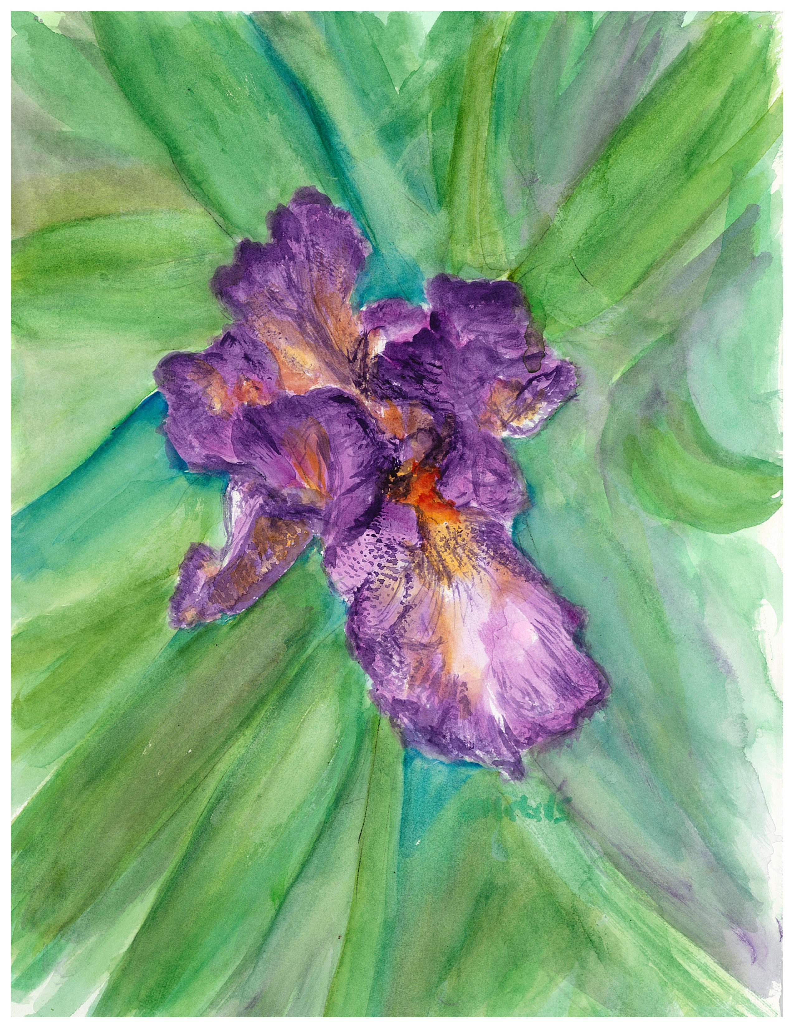 Close up of Bearded Irises